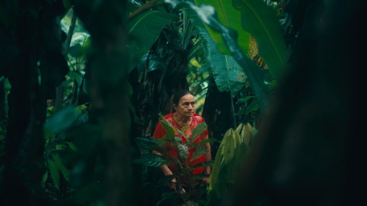 Videographer Antwerp – Agroforestry Cacao video report for Mongabay